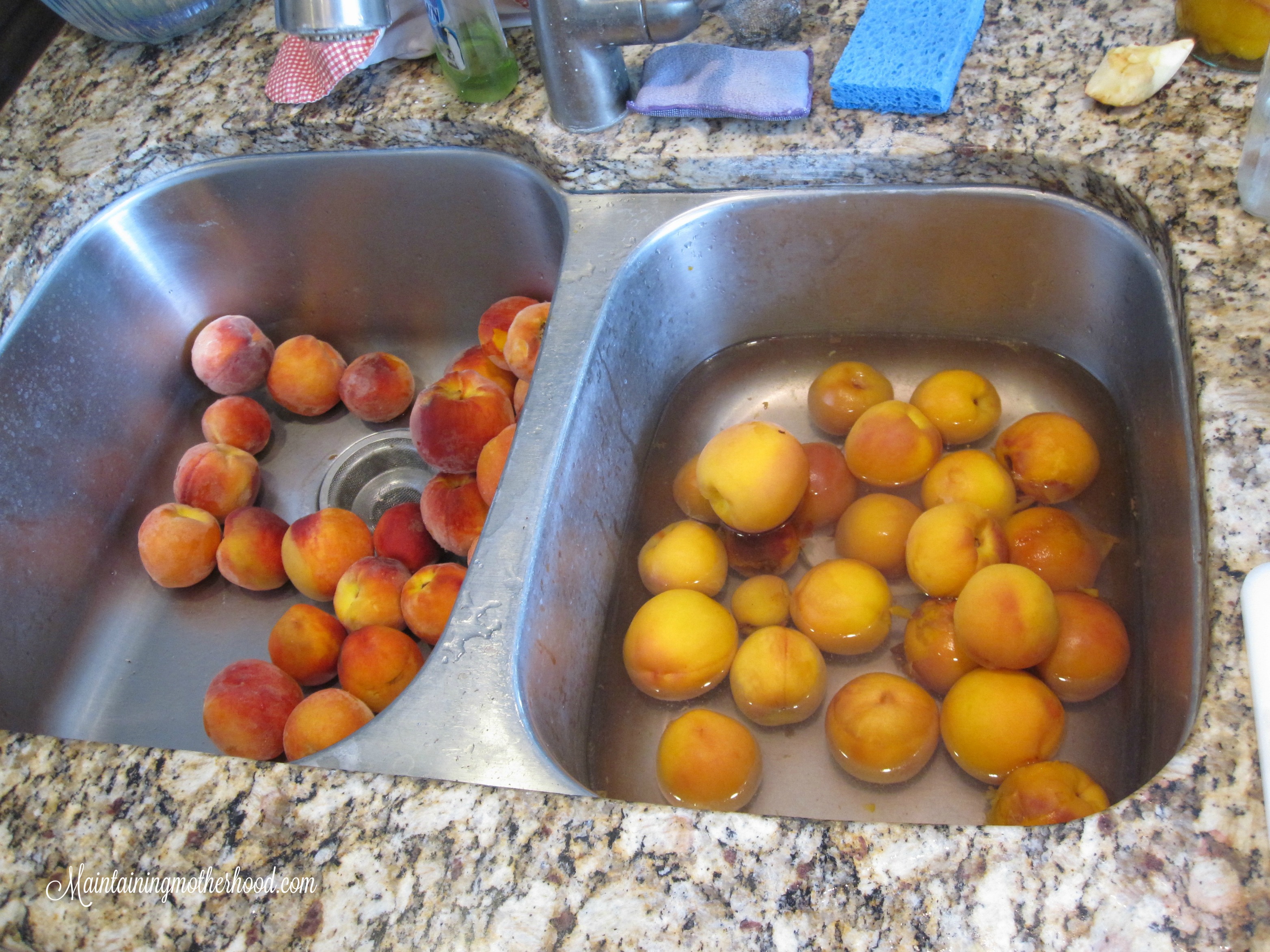 Want to savor the taste of summer all winter long? Enjoy canned peaches even after peach season. Learn how to can peaches In 10 simple steps.