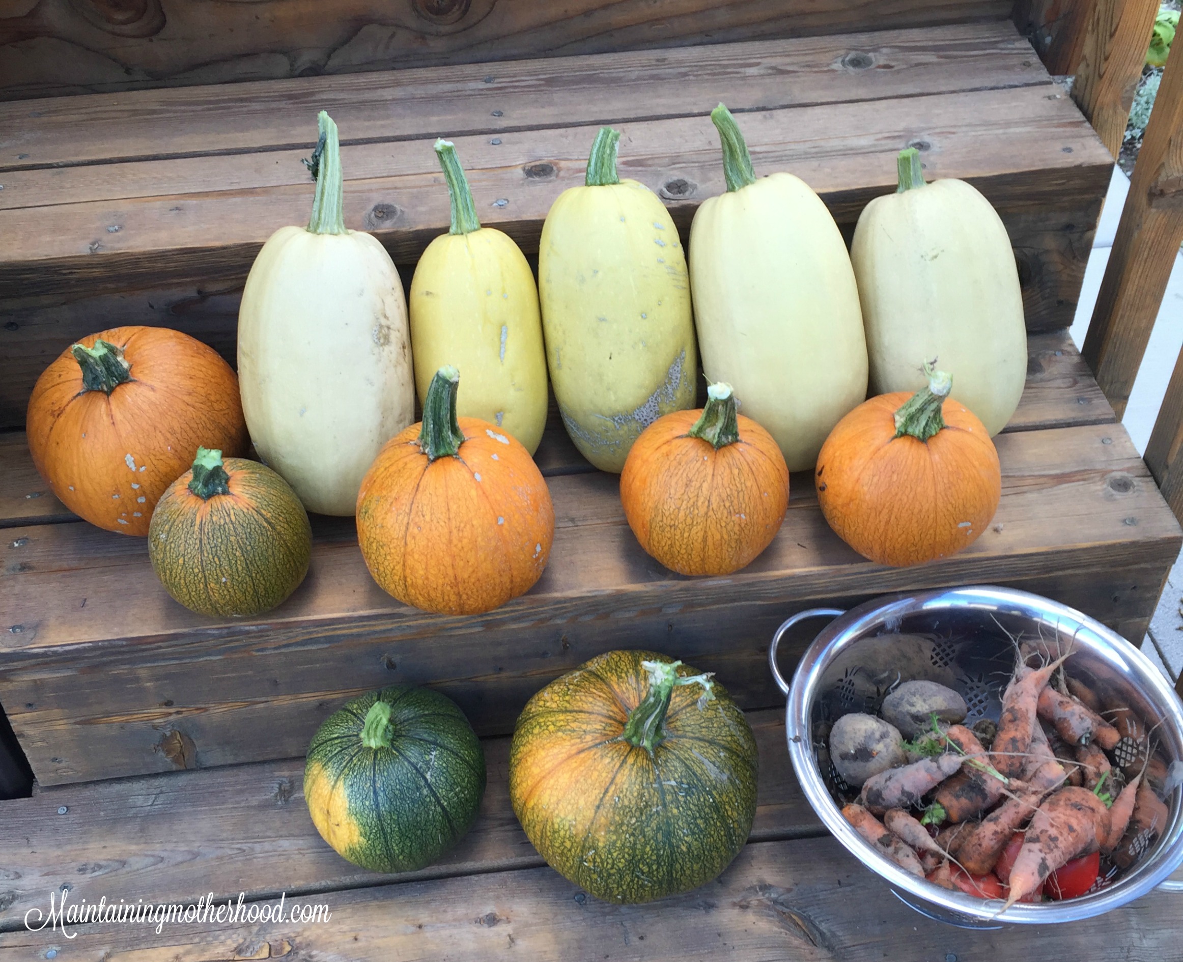 Spaghetti squash stores well, is simple to cook, and has a mild flavor so my kids will eat it. It can also easily substitute for spaghetti noodles!