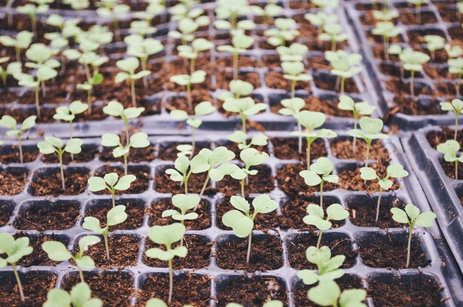 Is your gardening season short? With a few simple supplies you can try early seed starting and have greenhouse beautiful plants for pennies!