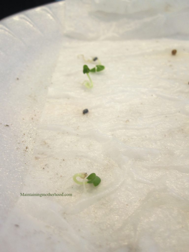 If you have a short growing season, starting seeds indoors is a great head start to your summer garden! Sprouting and transplanting seedlings is easy.