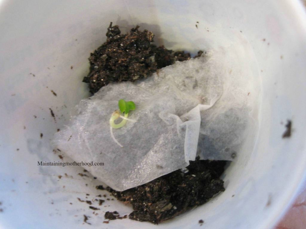 If you have a short growing season, starting seeds indoors is a great head start to your summer garden! Sprouting and transplanting seedlings is easy.