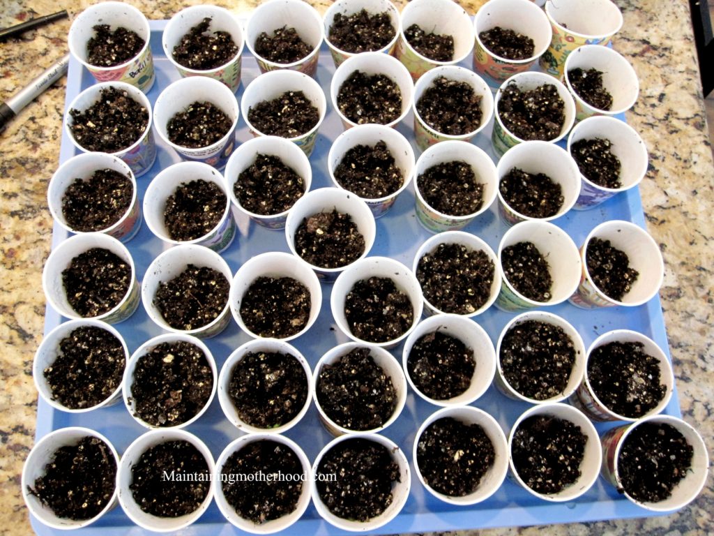 If you have a short growing season, starting seeds indoors is a great head start to your summer garden! Sprouting and transplanting seedlings is easy.