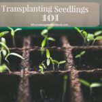 Transplanting Seedlings