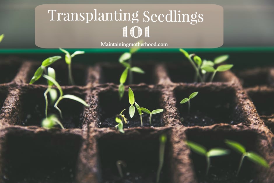 If you have a short growing season, starting seeds indoors is a great head start to your summer garden! Sprouting and transplanting seedlings is easy.