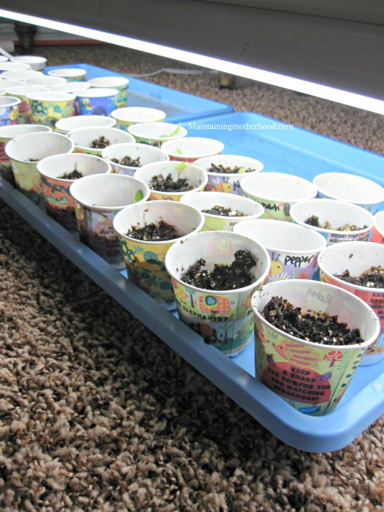 I've sprouted seeds, transplanted seedlings, now it's time to place them under the grow lights. Follow this simple grow light tutorial and see the benefits!