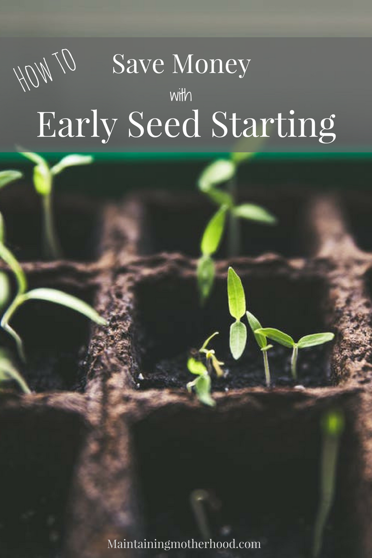 Is your gardening season short? With a few simple supplies you can try early seed starting and have greenhouse beautiful plants for pennies!