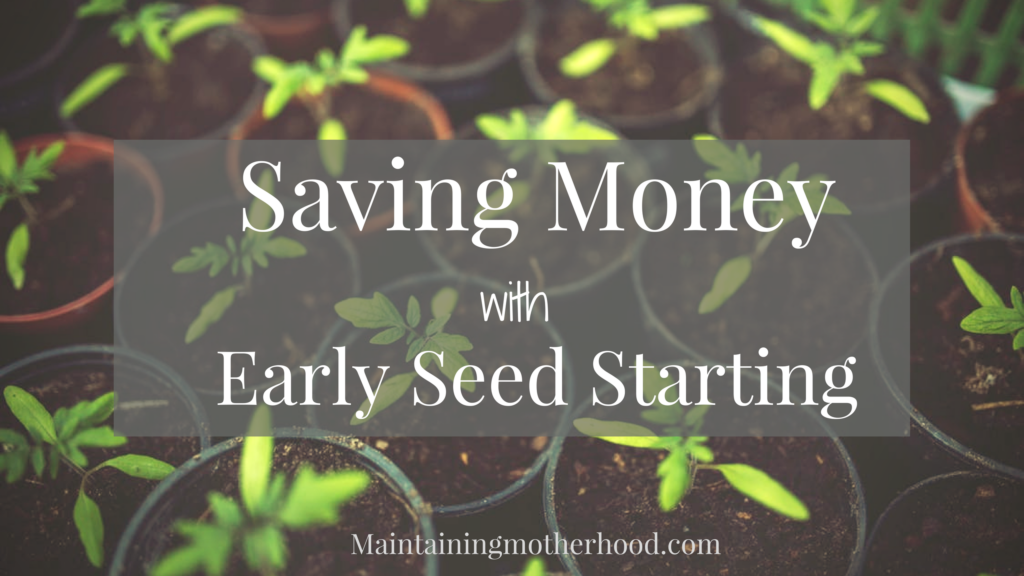 Is your gardening season short? With a few simple supplies you can try early seed starting and have greenhouse beautiful plants for pennies!