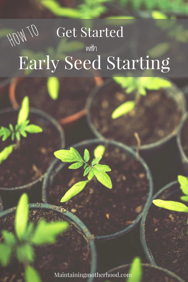 Is your gardening season short? With a few simple supplies you can try early seed starting and have greenhouse beautiful plants for pennies!